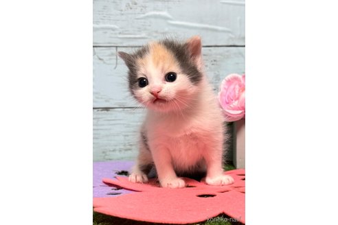 成約済の埼玉県のスコティッシュフォールド-78296の24枚目