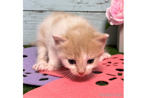 成約済の埼玉県のスコティッシュフォールド-78295の19枚目