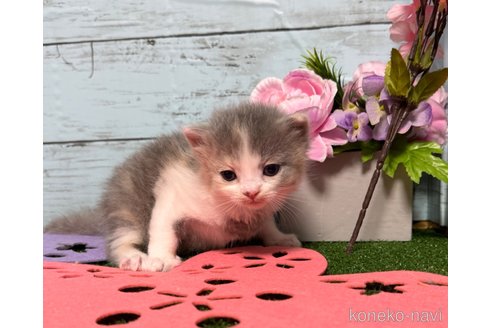 成約済の埼玉県のスコティッシュフォールド-78294の23枚目