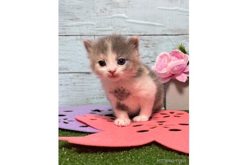 成約済の埼玉県のスコティッシュフォールド-78294の21枚目