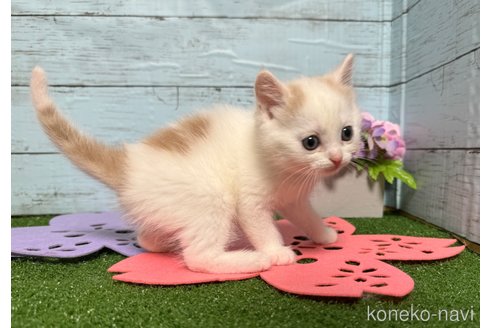 成約済の埼玉県のスコティッシュフォールド-76091の4枚目