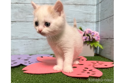 成約済の埼玉県のスコティッシュフォールド-76091の3枚目