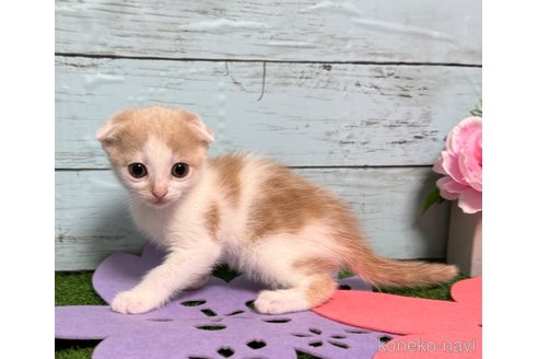 成約済の埼玉県のスコティッシュフォールド(折れ耳)-75792の3枚目