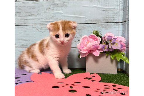 成約済の埼玉県のスコティッシュフォールド(折れ耳)-75791の28枚目