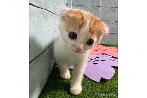 成約済の埼玉県のスコティッシュフォールド(折れ耳)-75791の22枚目