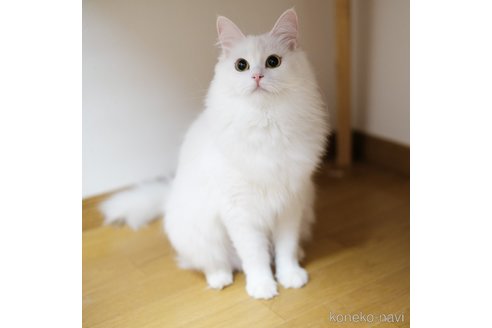 圆圆ちゃん1枚目