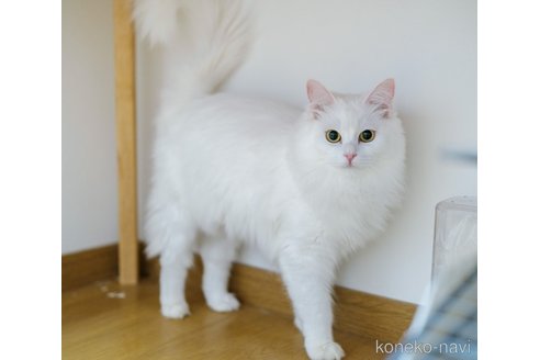 圆圆ちゃん1枚目