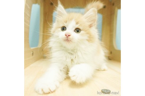 成約済の千葉県のノルウェージャンフォレストキャット-81289の4枚目