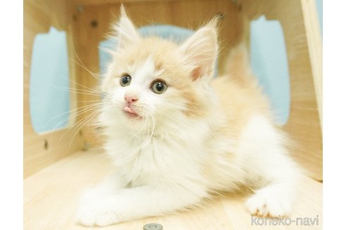成約済の千葉県のノルウェージャンフォレストキャット-81289の3枚目