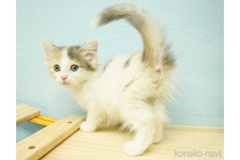 成約済の千葉県のノルウェージャンフォレストキャット-81290の3枚目