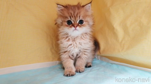 成約済の東京都のミヌエット-81299の4枚目