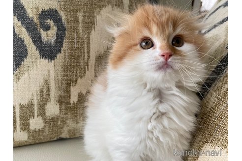 成約済の茨城県のスコティッシュフォールド-80047の6枚目