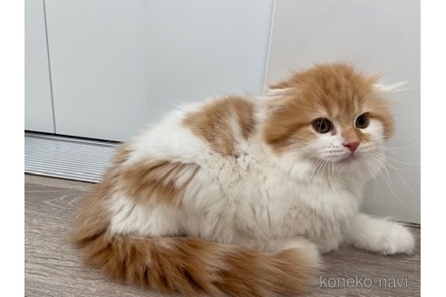 成約済の茨城県のスコティッシュフォールド-80047の5枚目