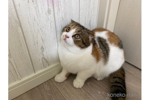 成約済の茨城県のスコティッシュフォールド-74287の3枚目