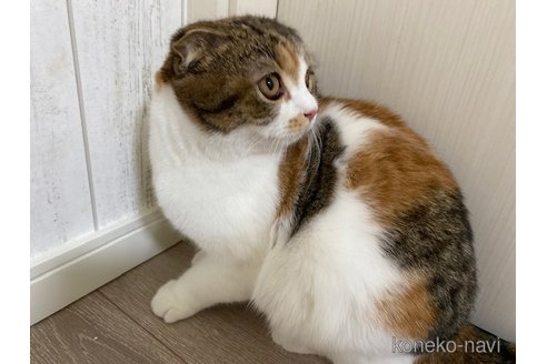 成約済の茨城県のスコティッシュフォールド-74287の2枚目