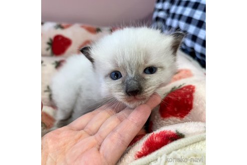 成約済の広島県のラグドール-81302の5枚目