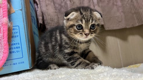 商談中の鹿児島県のスコティッシュフォールド(折れ耳)-81308の1枚目