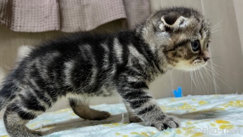 商談中の鹿児島県のスコティッシュフォールド(折れ耳)-81308の3枚目