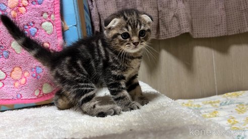 成約済の鹿児島県のスコティッシュフォールド(折れ耳)-81308の5枚目