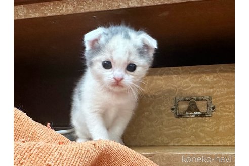 成約済の徳島県のスコティッシュフォールド(折れ耳)-81324の10枚目