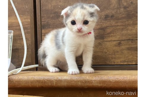 成約済の徳島県のスコティッシュフォールド(折れ耳)-81324の4枚目