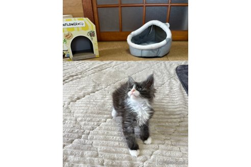 成約済の茨城県のメインクーン-81344の7枚目