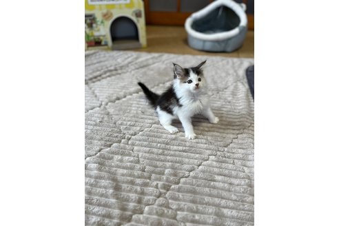 成約済の茨城県のメインクーン-81352の7枚目