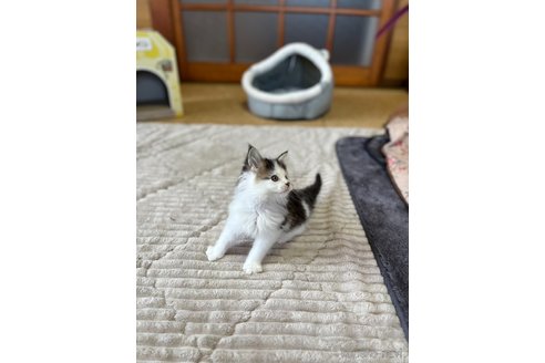 成約済の茨城県のメインクーン-81352の10枚目