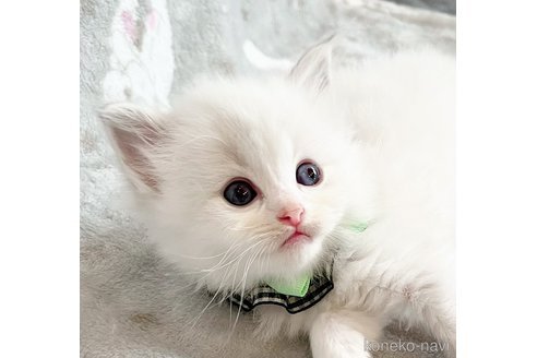 成約済の福島県のラグドール-81228の5枚目