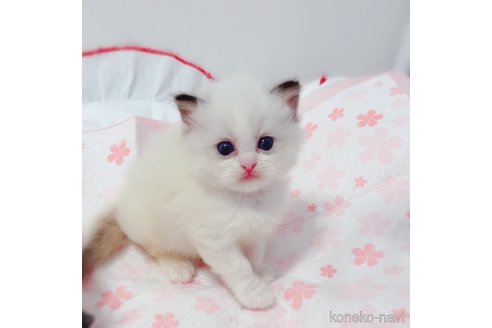 成約済の埼玉県のラグドール-81484の2枚目