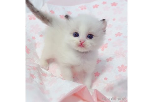 成約済の埼玉県のラグドール-81485の2枚目