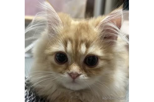 成約済の千葉県のペルシャ-81573の1枚目
