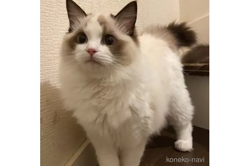 成約済の埼玉県のラグドール-81584の2枚目