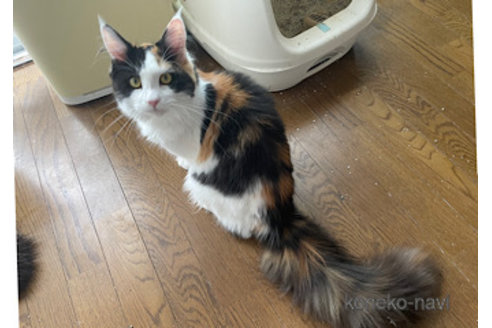 成約済の京都府のメインクーン-69719の4枚目