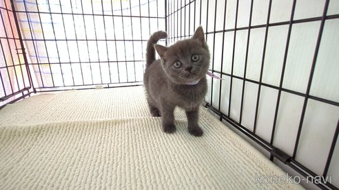 成約済の茨城県のブリティッシュショートヘア-79504の1枚目