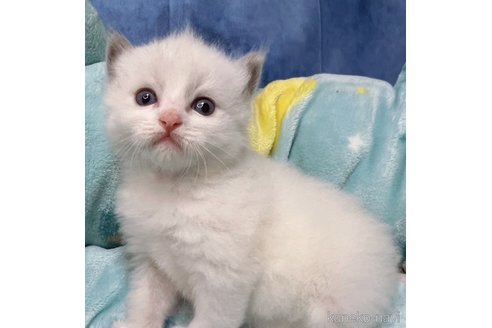 成約済の千葉県のラグドール-81690の6枚目