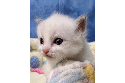 成約済の千葉県のラグドール-81690の3枚目