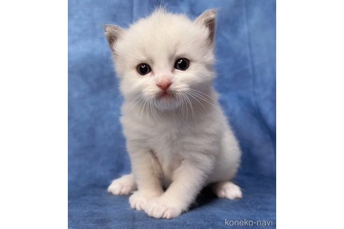 成約済の千葉県のラグドール-81690の2枚目