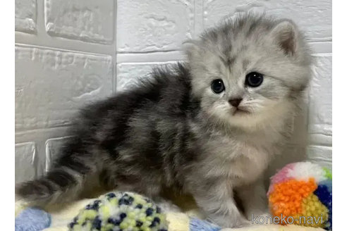 成約済の山梨県のスコティッシュフォールド-81697の2枚目
