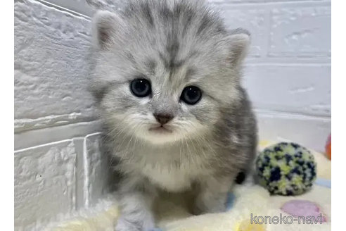 成約済の山梨県のスコティッシュフォールド-81697の5枚目