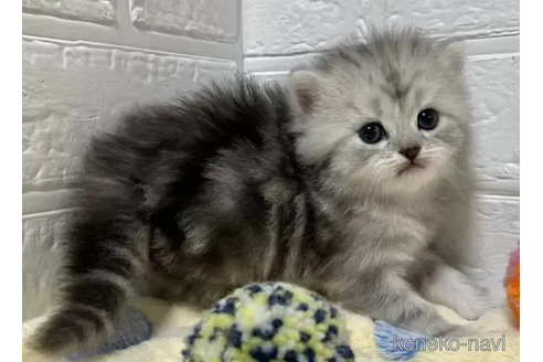 成約済の山梨県のスコティッシュフォールド-81697の4枚目
