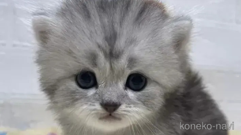 成約済の山梨県のスコティッシュフォールド-81697の1枚目