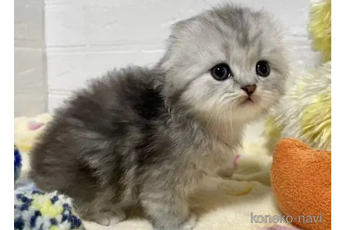 成約済の山梨県のスコティッシュフォールド(折れ耳)-81698の3枚目