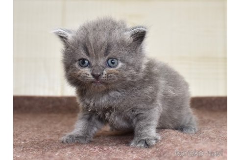 販売中の愛知県のマンチカン-81715の6枚目