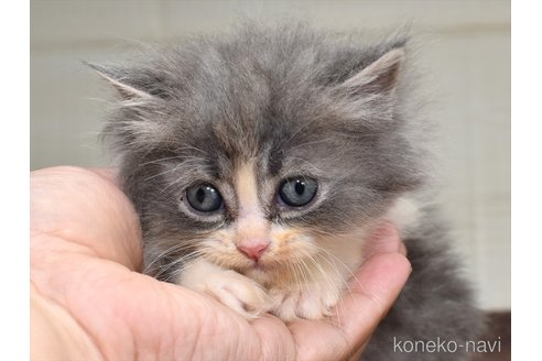 成約済の愛知県のサイベリアン-81723の2枚目