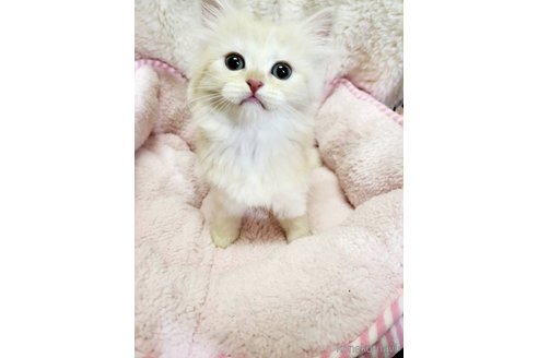 成約済の大阪府のマンチカン-81756の4枚目