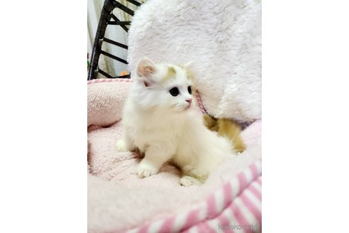 成約済の大阪府のマンチカン(短足)-81757の3枚目