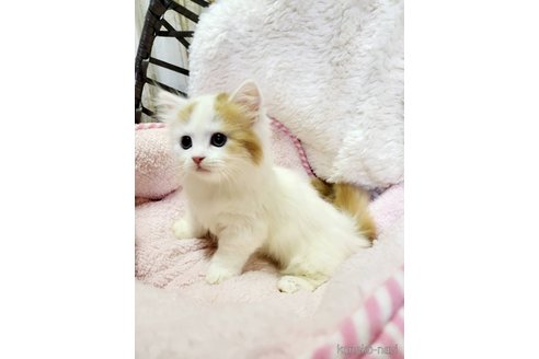 成約済の大阪府のマンチカン(短足)-81757の2枚目