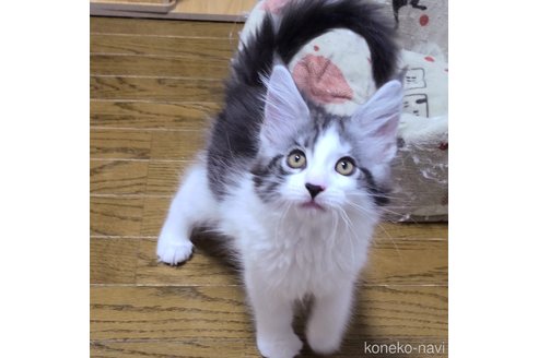 成約済の岡山県のメインクーン-76345の2枚目