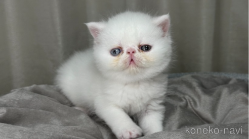 成約済の栃木県のエキゾチックショートヘア-81760の5枚目